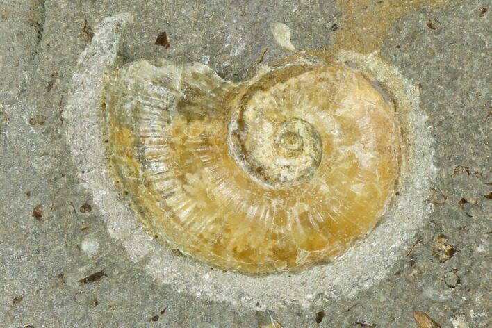 Agatized Ammonite (Lytoceras) Fossil in Rock - Mistelgau, Germany #125435